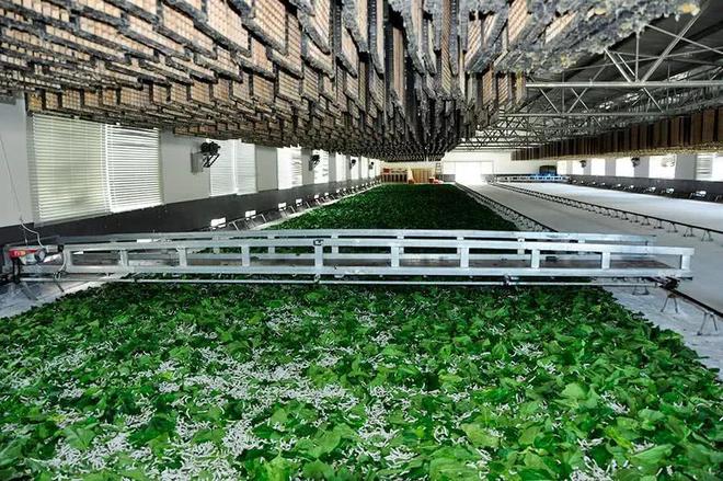 澳门新风貌，精准，精准龙门蚕的精选解析与实施路径