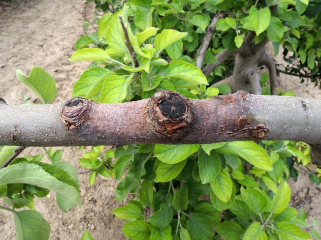 苹果树腐烂病最新方法如下